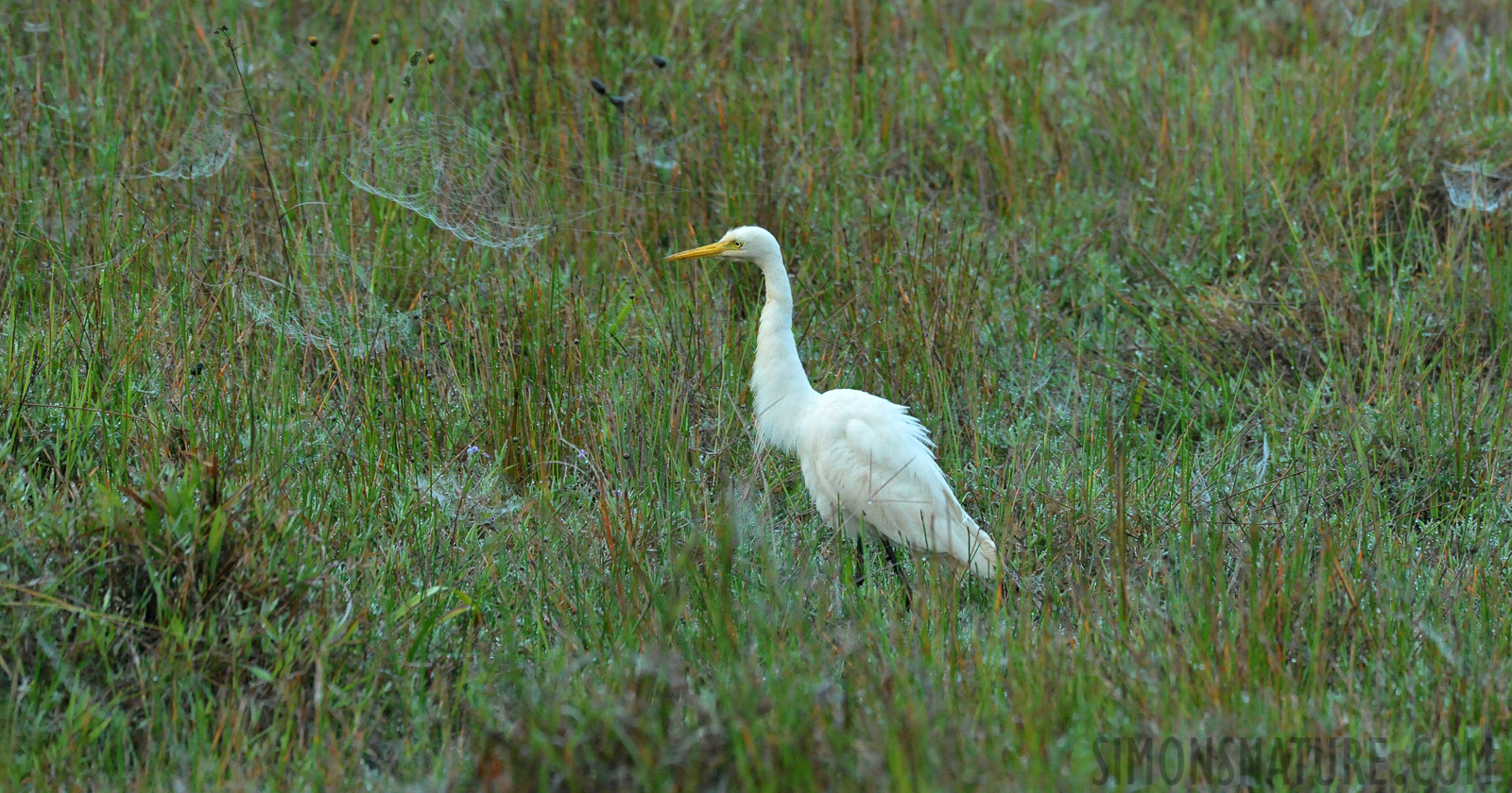 Ardea intermedia intermedia [550 mm, 1/250 sec at f / 9.0, ISO 4000]